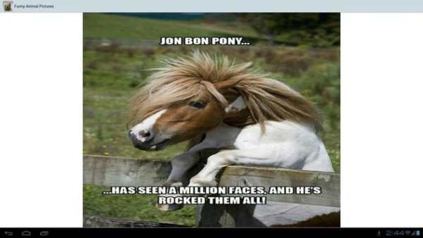 Funny Animal Pictures screenshot 4