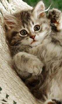 Cute Cat Photo Jigsaw Puzzles screenshot 3