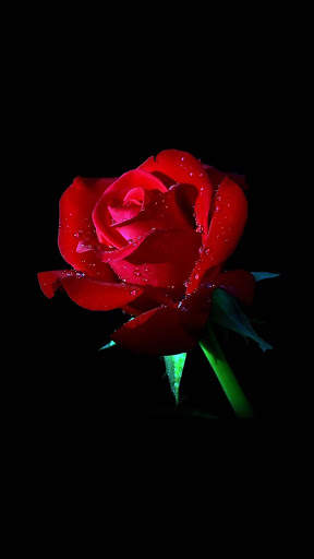 Red Rose APUS Live Wallpaper screenshot 4