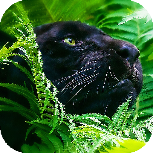 Panther Wallpapers: พื้นหลัง hd icon