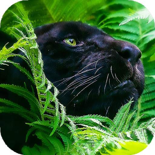 Panther Wallpapers: backgrounds hd 4.0