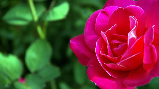 Rose Wallpaper HD & 4k Backgrounds screenshot 23