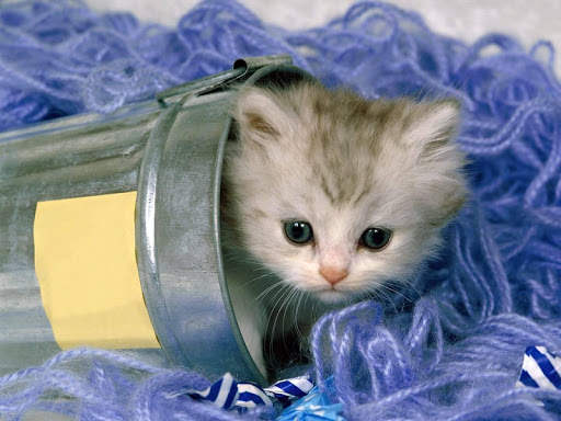 Cat Wallpapers HD Cute screenshot 12