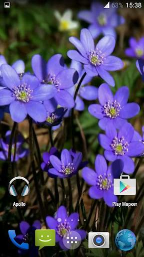 Forest flowers Video Wallpaper screenshot 5