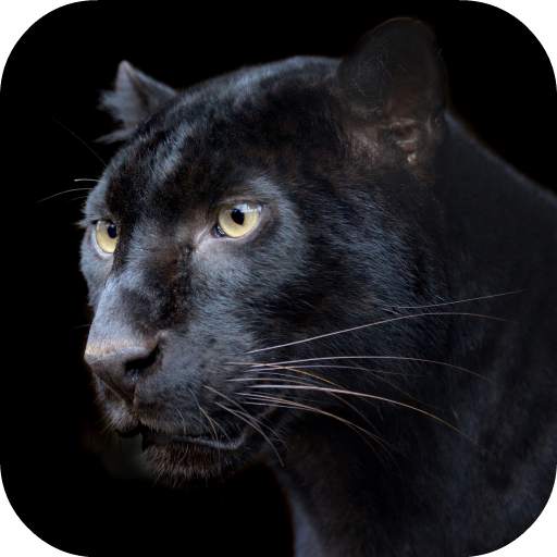 Pantera Live Wallpaper FREE 1.0