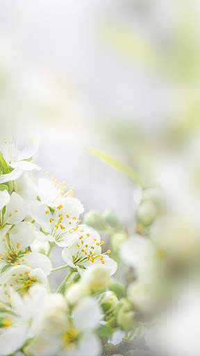 Green Spring Forest-APUS theme & wallpapers screenshot 6