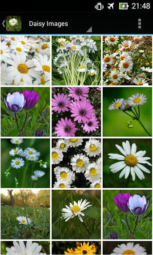 DaisyBG: Flower Wallpaper screenshot 2