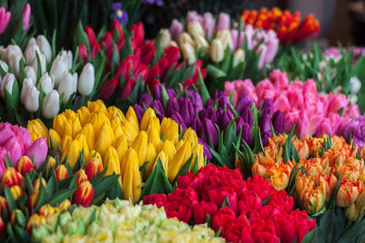Tulips Wallpapers HD & 4k Backgrounds screenshot 18
