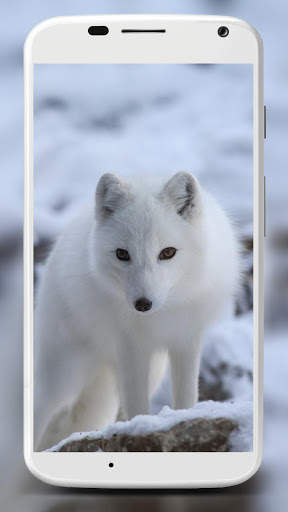 Fox Wallpaper HD 4 تصوير الشاشة