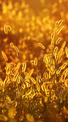 Autumn wallpaper screenshot 2