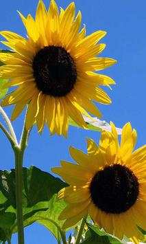 Sunflower Magic live wallpaper screenshot 1