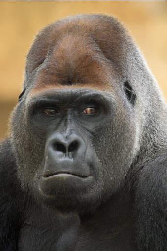 Gorilla Wallpaper screenshot 6