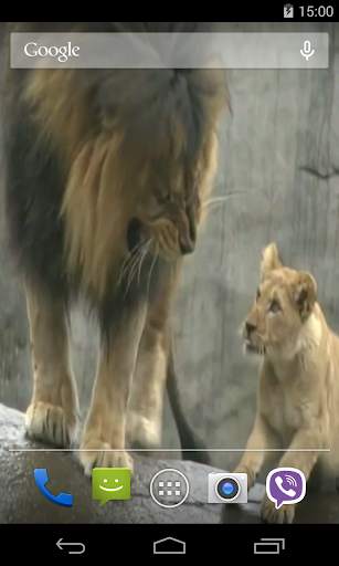 Lion Video Live Wallpaper screenshot 4