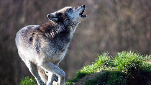 Wolf Wallpapers HD & 4k Backgrounds screenshot 15