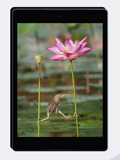 Funny Wallpapers screenshot 11