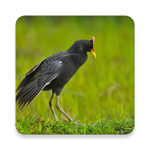 Watercock Bird Sound Collectio icon
