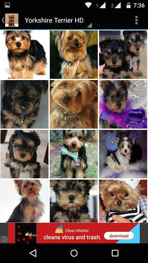 Yorkshire Terrier Dog Wallpape screenshot 3