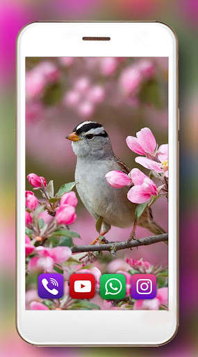 Beauty Birds स्क्रीनशॉट 6