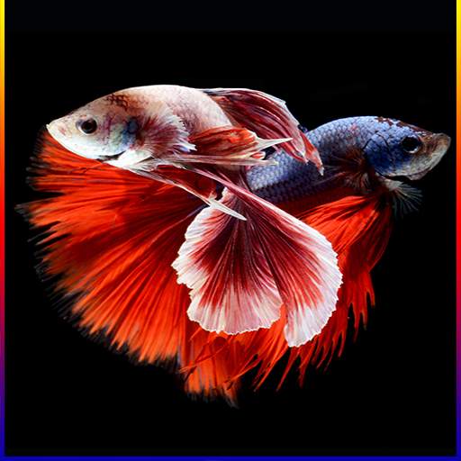Betta Fish Live Wallpaper 2020 1.4