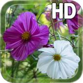 Summer Flowers Live HD 1.0