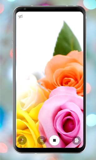 Rose Mobile Wallpapers screenshot 5