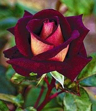 Beautiful Roses screenshot 5