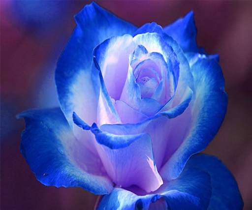 Blue Rose Live Wallpaper screenshot 2