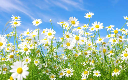 Flower Wallpapers screenshot 11