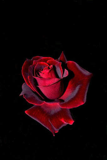 Flowers HD Wallpapers, Colorful live Roses 4K screenshot 23
