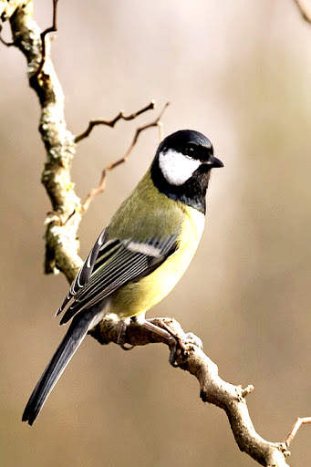 Bird Wallpaper screenshot 5
