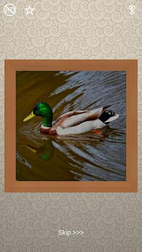 Birds Puzzles - 100 Pictures screenshot 5