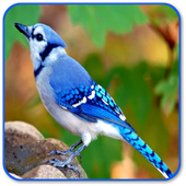Bird Sounds icon