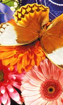 Butterfly Wallpapers screenshot 4