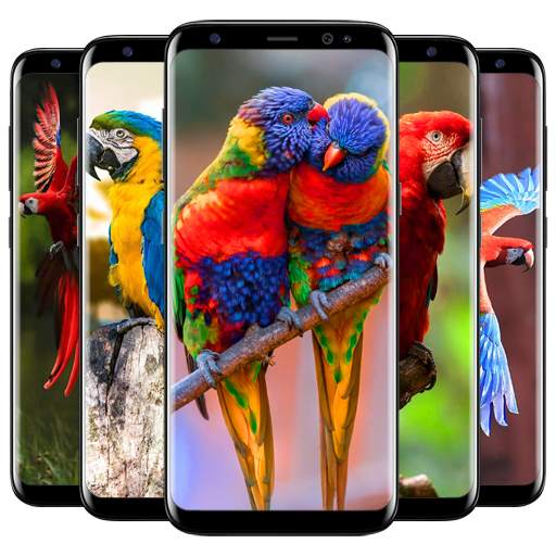 Cute Parrot Wallpaper 3.2
