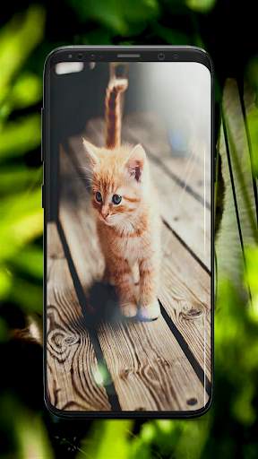 Kitten Wallpaper screenshot 6