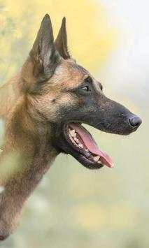 Belgian Malinois New Wallpapers Themes screenshot 1