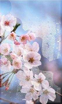 Japan Sakura live wallpaper screenshot 2