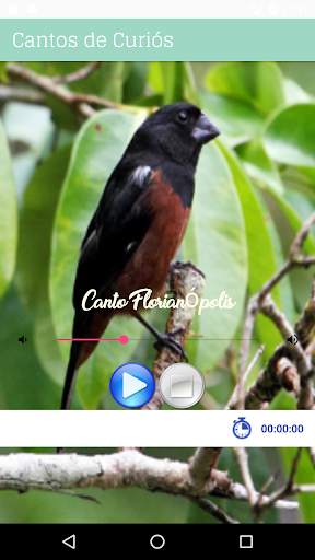 Cantos de Curió screenshot 2