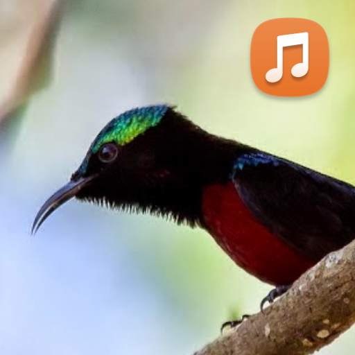 Pancingan Suara Kolibri Ninja 5.1