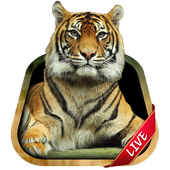 Tiger Live Wallpaper أيقونة
