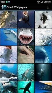 Shark Wallpapers screenshot 1