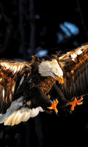Eagle Live Wallpaper : 7fon & LWP screenshot 2