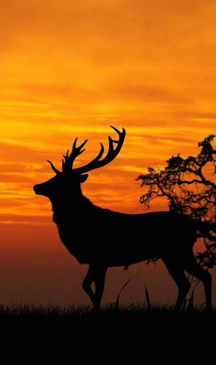 Sunset Wallpaper HD screenshot 2