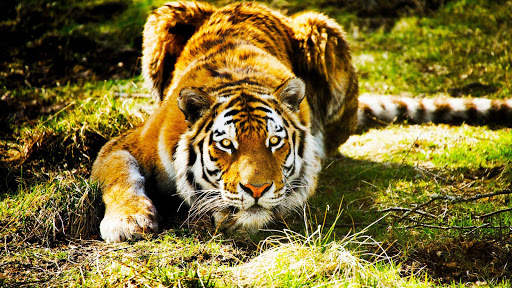 Tigre Live Wallpaper screenshot 12