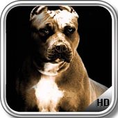 Pitbull Pack 4 Wallpaper icon