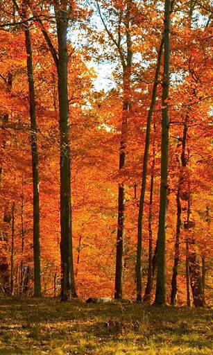 Autumn Live Wallpaper (wallpapers & backgrounds) screenshot 2