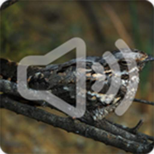 Nighjar Bird Song Ringtones 2.6.9