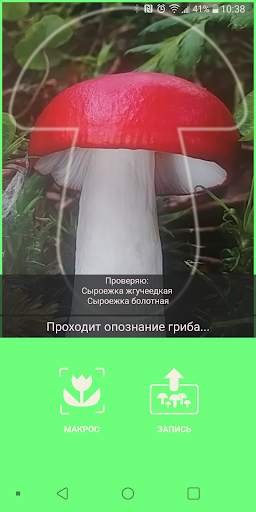 По грибы скриншот 3