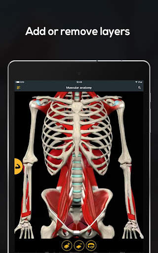 Anatomy by Muscle & Motion screenshot 15