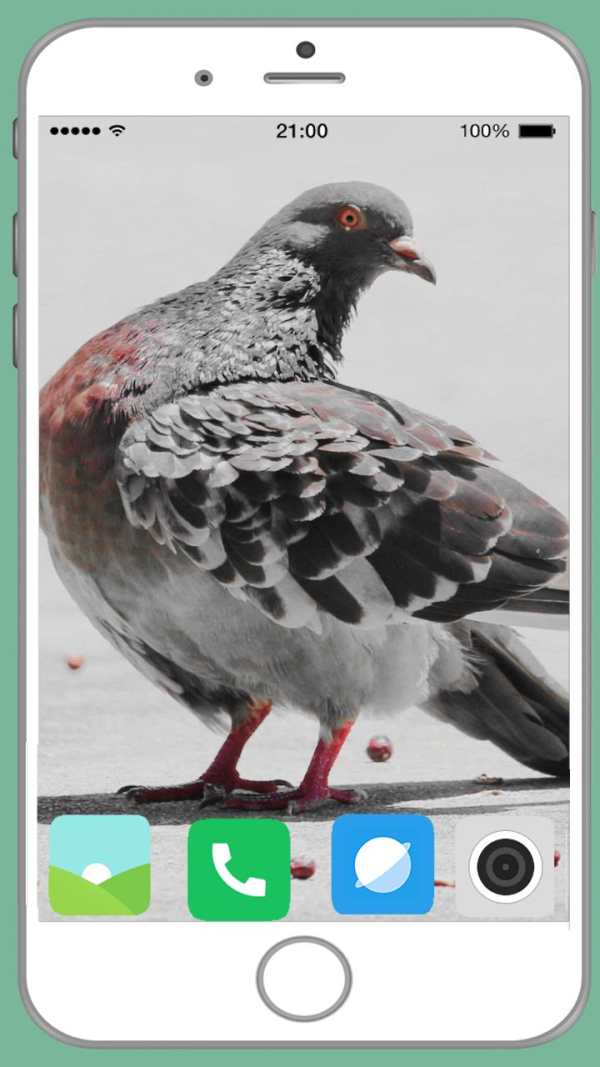 Pigeon Full HD Wallpaper screenshot 9
